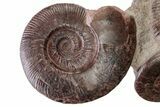 Tall, Jurassic Ammonite (Hammatoceras) Display - France #279351-1